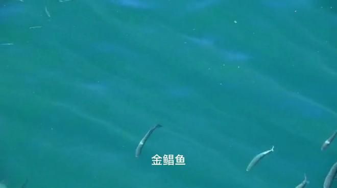 金鯧魚為何要盡量少吃