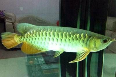 金龍魚成體：金龍魚的成體形態(tài)具有以下特點