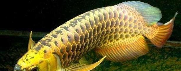 金龍魚成體：金龍魚的成體形態(tài)具有以下特點