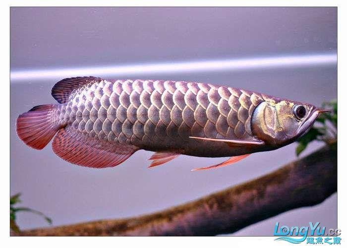 金龍魚底色純正有哪些品種？ 金龍魚底色純正有哪些品種？ 龍魚百科 第3張
