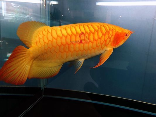龍魚蒙眼了怎么治療：如何治療龍魚蒙眼