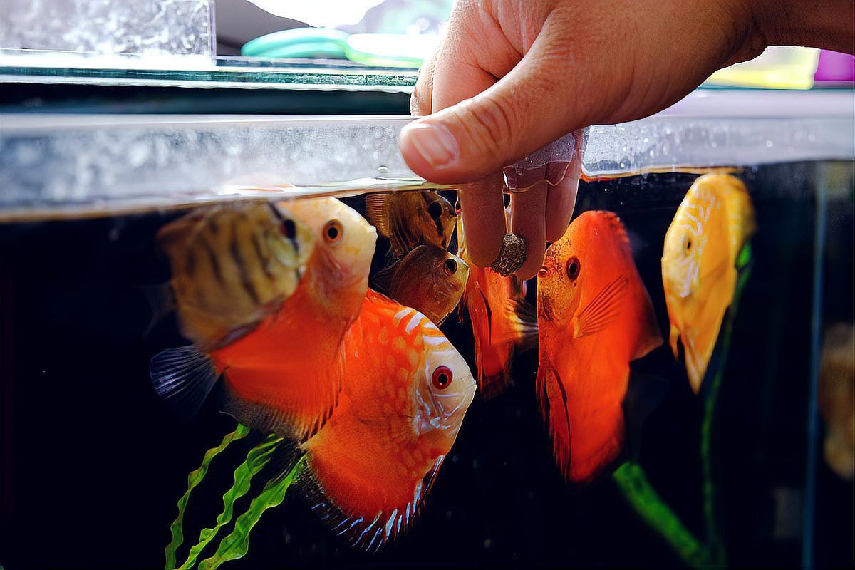 東海小白龍魚怎么養的活