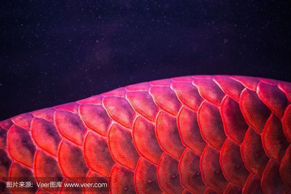 紅龍魚尾巴不紅正常嗎（紅龍魚尾巴或鱗片不紅可能是由于血統、血統有直接關系）