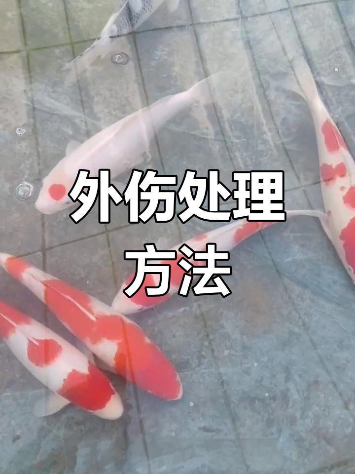 龍魚鰓蓋打傷了能自愈嗎