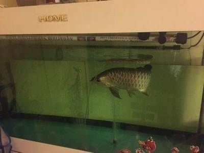 薩伊藍魚與其他溫和魚類混養指南：薩伊藍魚與其他溫和魚類混養的詳細指南