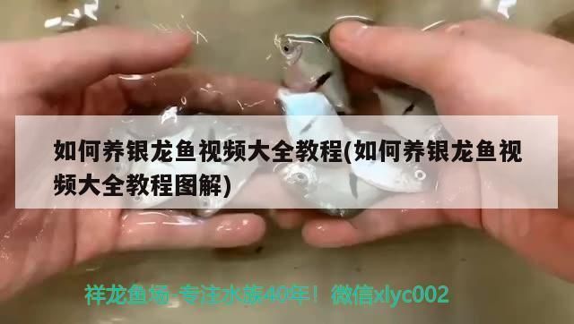 銀龍魚水溫控制技巧：銀龍魚水溫控制技巧，銀龍魚夏季降溫技巧