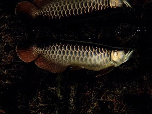 龍魚只開口不吃怎么辦？：喂食龍魚時發現它只開口不吃 龍魚只開口不吃怎么辦？：喂食龍魚時發現它只開口不吃 龍魚百科 第3張