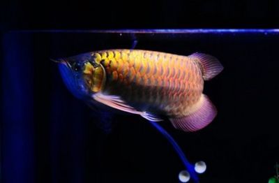 紅龍魚飼養溫度范圍是多少（紅龍魚水溫多少度最好）