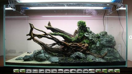 白缸養什么龍魚好看又好養,:白缸養什么龍魚好看又好養, 龍魚百科 第1張 白缸養什么龍魚好看又好養,:白缸養什么龍魚好看又好養, 白缸養什么龍魚好看又好養,:白缸養什么龍魚好看又好養, 龍魚百科 第1張