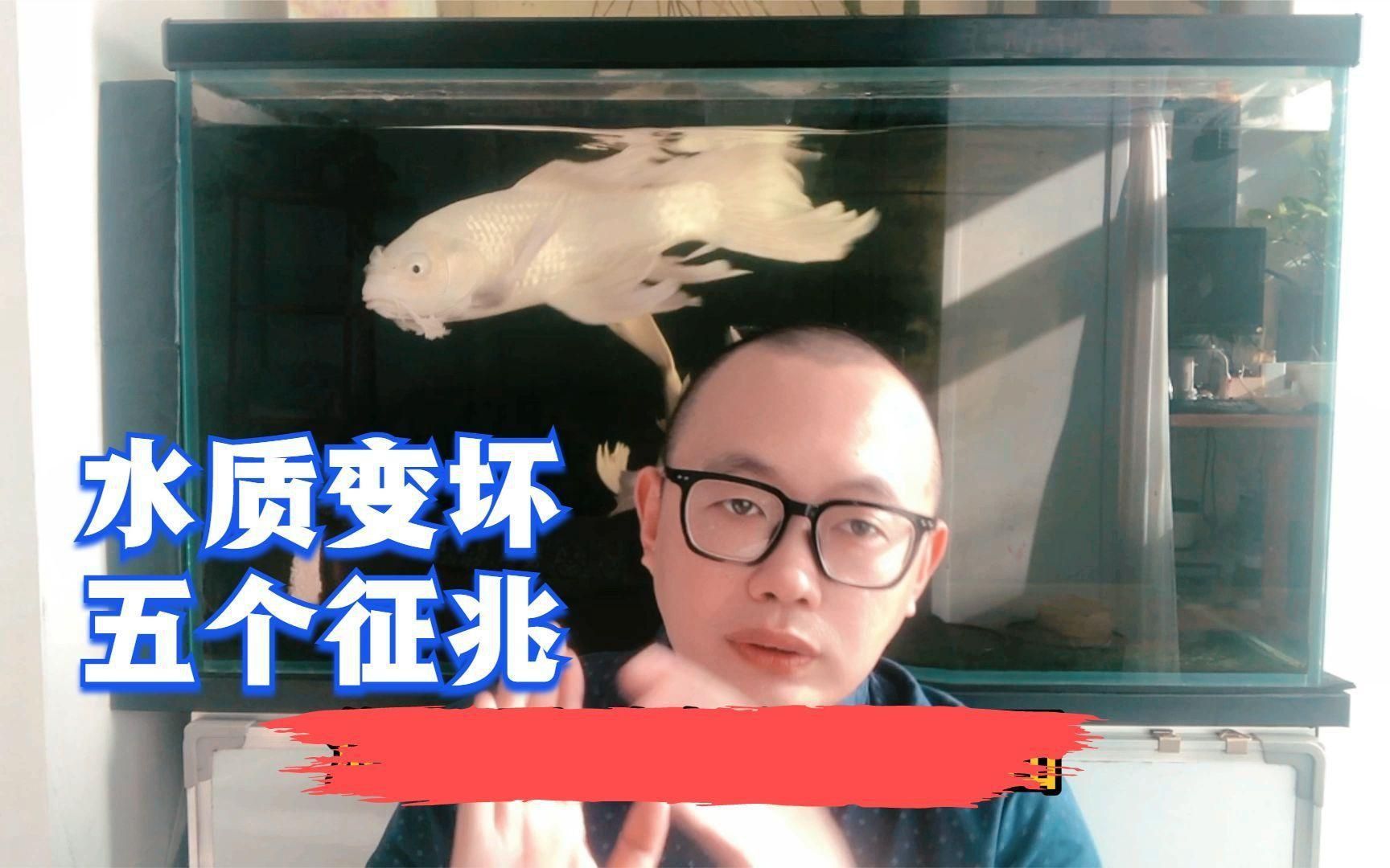 如何判斷魚缸是否需要換水？