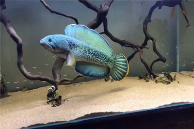 哪種雷龍魚體型最小呢（雷龍魚體型最小的品種是短體雷龍魚，養(yǎng)殖者需注意以下幾點）