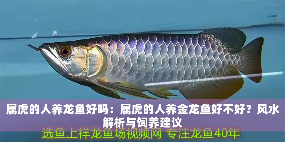 屬虎的人養(yǎng)龍魚好嗎：屬虎的人養(yǎng)金龍魚好不好？風水解析與飼養(yǎng)建議
