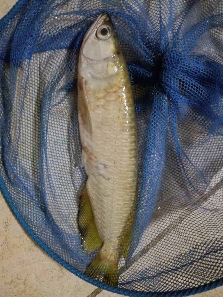 龍魚充血會傳染嗎？