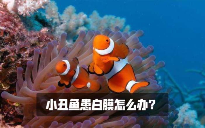 如何預防魚眼睛白膜再次發生？