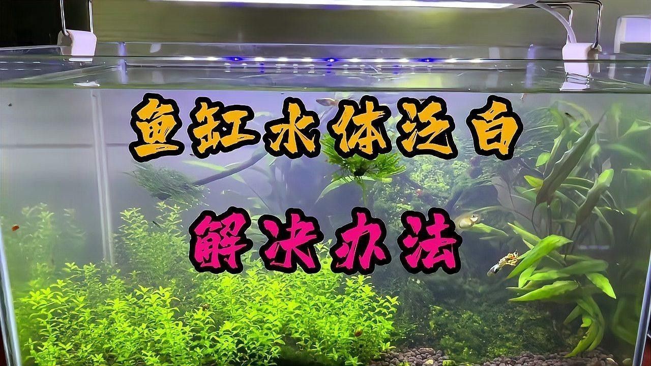 紅龍魚變白什么原因啊怎么治療視頻