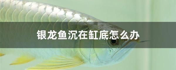 銀龍魚趴缸底的最佳治療（銀龍魚趴缸底可能由多種因素引起水質問題、環境變化） 銀龍魚趴缸底的最佳治療（銀龍魚趴缸底可能由多種因素引起水質問題、環境變化） 龍魚百科 第4張