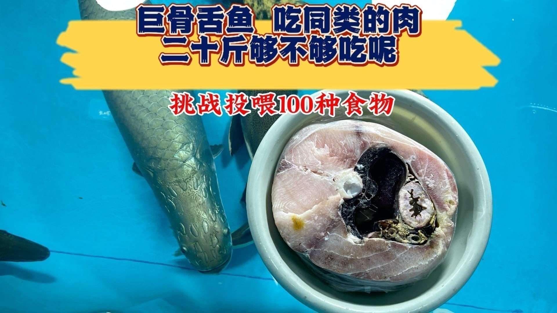 巨骨舌魚好吃嗎