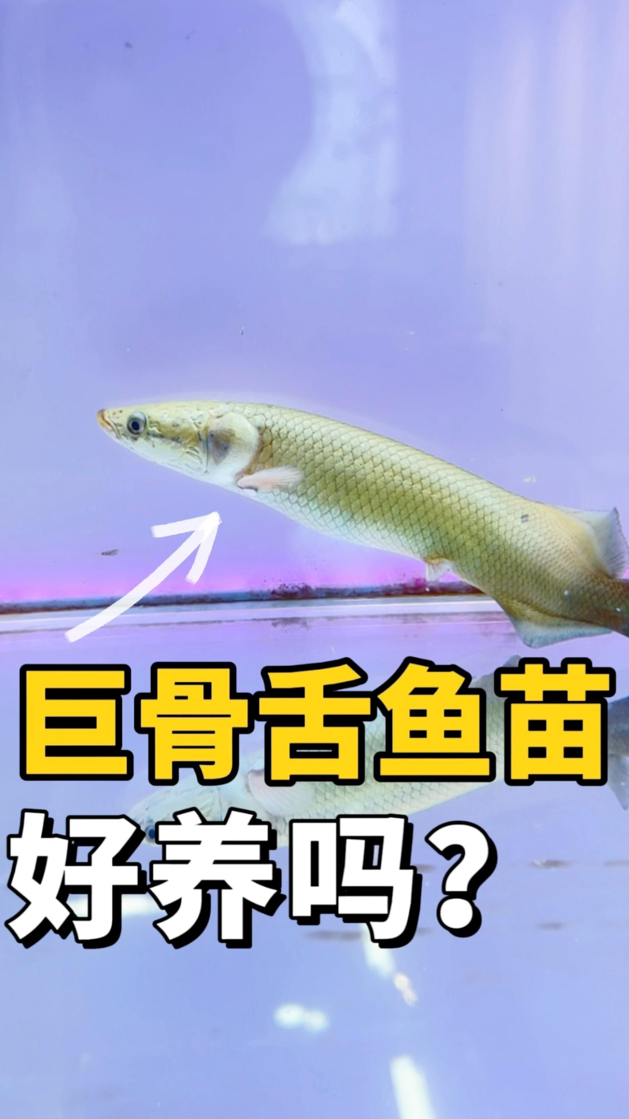 巨骨舌魚好吃嗎