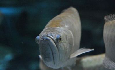 銀龍魚不喂會餓死嗎（銀龍魚在沒有食物的情況下可以存活2到3個月，可以存活2到3個月）