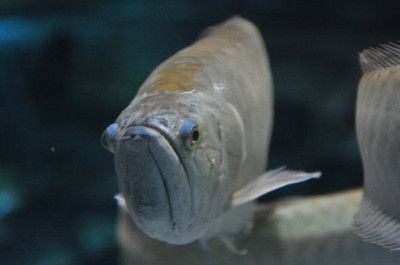 銀龍魚不喂會餓死嗎（銀龍魚在沒有食物的情況下可以存活2到3個月，可以存活2到3個月）