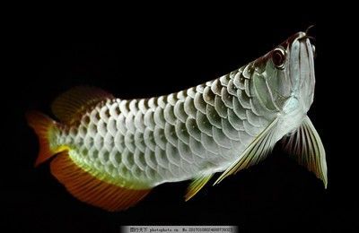 銀色的金龍魚和銀色的金龍魚的區別：為什么金龍魚會有銀色的外觀搜索結果得到的相關信息 銀色的金龍魚和銀色的金龍魚的區別：為什么金龍魚會有銀色的外觀搜索結果得到的相關信息 龍魚百科 第1張