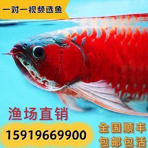 龍魚苗吃什么長得快又好養殖：龍魚苗吃什么長得快且易于養殖