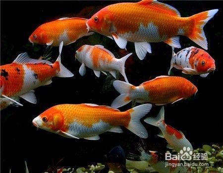 龍鳳錦鯉最佳飼養(yǎng)環(huán)境：龍鳳錦鯉適宜水溫范圍