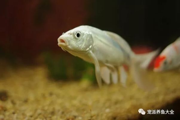 龍鳳錦鯉最佳飼養(yǎng)環(huán)境：龍鳳錦鯉適宜水溫范圍