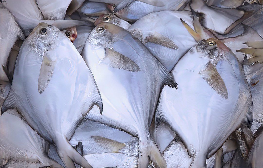 金鯧魚貴還是銀鯧魚貴