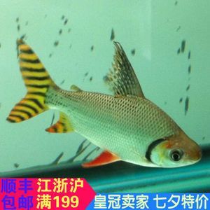 紅龍魚和虎魚混養好嗎？需要注意什么？：紅龍魚和虎魚混養好嗎紅龍魚和虎魚混養好嗎