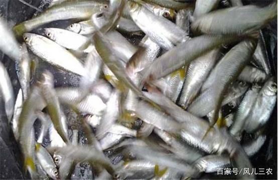 白龍魚好養嗎怎么養：白金龍魚好養嗎怎么養