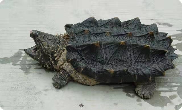 六角恐龍魚介紹作文450字：六角恐龍魚是一種生活在五億年前晚三疊世的海洋生物 六角恐龍魚介紹作文450字：六角恐龍魚是一種生活在五億年前晚三疊世的海洋生物 龍魚百科 第3張