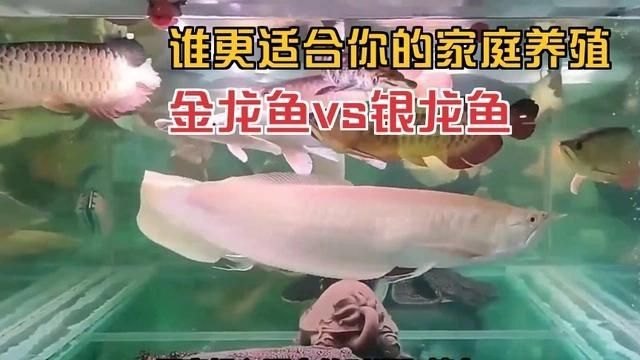 金龍好養還是銀龍好養