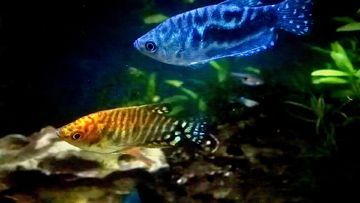 黃藍曼龍魚可以和什么魚一起養殖：黃藍曼龍魚可以和什么魚混養