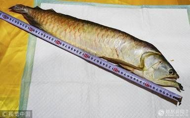 金龍魚吃多少會死亡：關于金龍魚的食量與死亡風險的相關信息