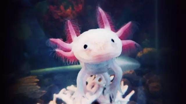 養六角恐龍魚放多少水