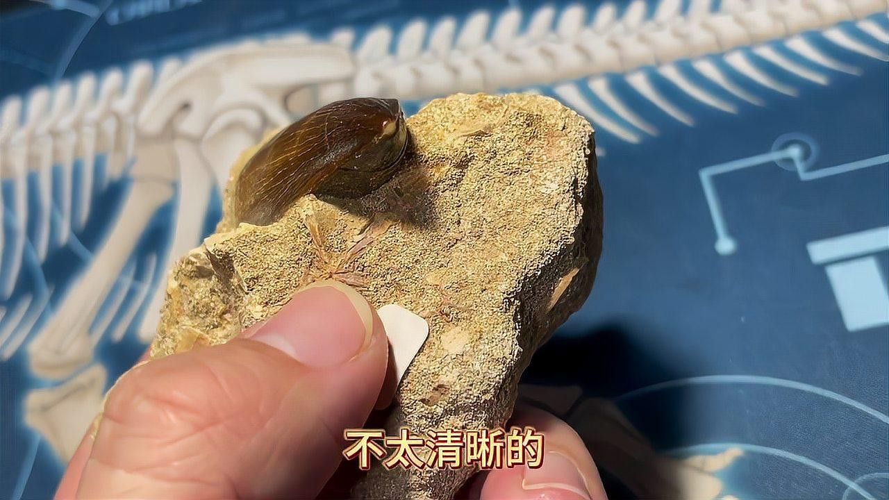 滄龍化石的保存狀態(tài)如何？