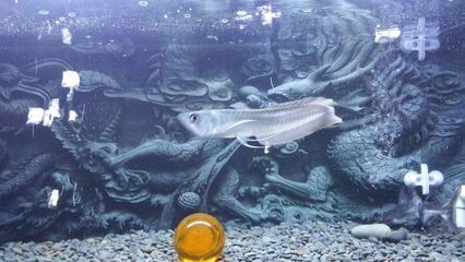 銀龍魚幼魚飼料安全檢測：銀龍魚幼魚飼料品牌推薦