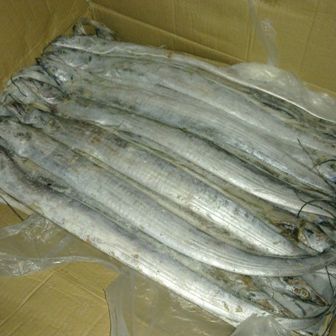 馬來西亞帶魚和舟山帶魚的區(qū)別