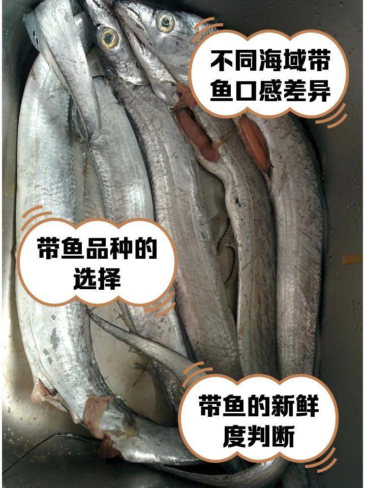 馬來西亞帶魚和舟山帶魚的區(qū)別