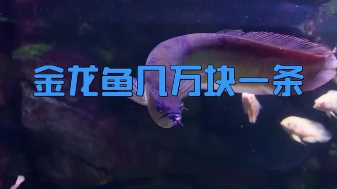 金龍魚一條多少錢市場價