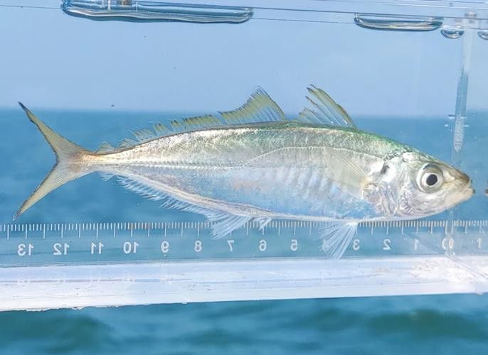 巴龍魚是什么魚圖片大全視頻 巴龍魚是什么魚圖片大全視頻 龍魚百科 第1張