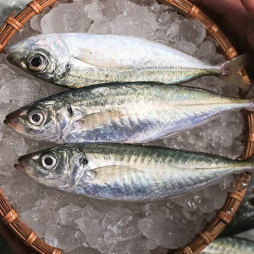 巴龍魚是什么魚圖片大全視頻 巴龍魚是什么魚圖片大全視頻 龍魚百科 第4張
