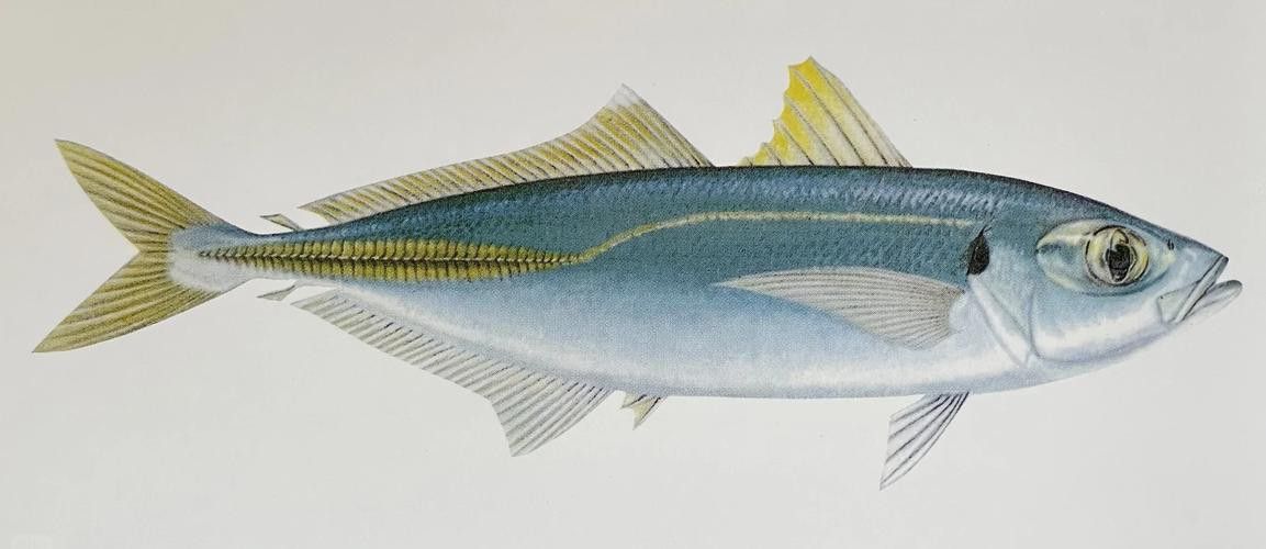 巴龍魚是什么魚圖片大全視頻 巴龍魚是什么魚圖片大全視頻 龍魚百科 第3張