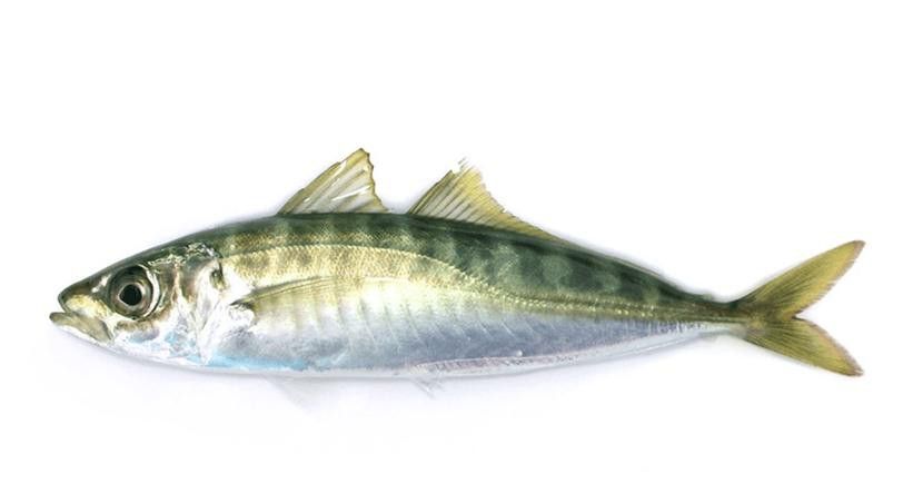 巴龍魚是什么魚圖片大全視頻 巴龍魚是什么魚圖片大全視頻 龍魚百科 第2張
