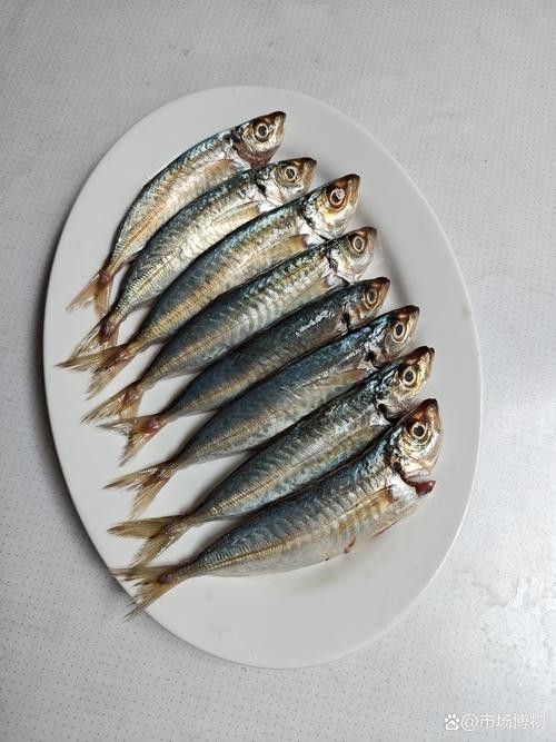 巴龍魚是什么魚圖片大全視頻 巴龍魚是什么魚圖片大全視頻 龍魚百科 第6張