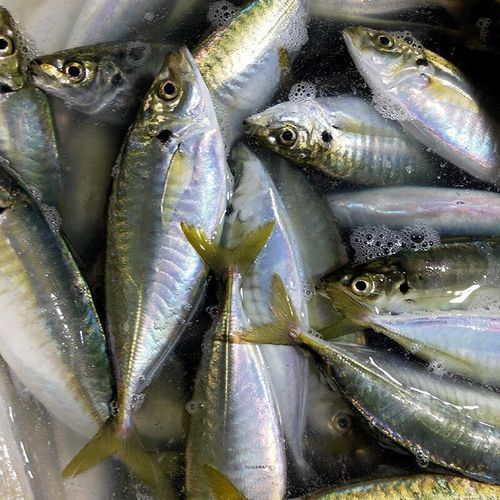 巴龍魚是什么魚圖片大全視頻 巴龍魚是什么魚圖片大全視頻 龍魚百科 第8張