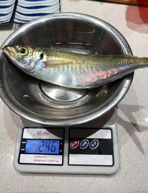 巴龍魚是什么魚圖片大全視頻 巴龍魚是什么魚圖片大全視頻 龍魚百科 第7張