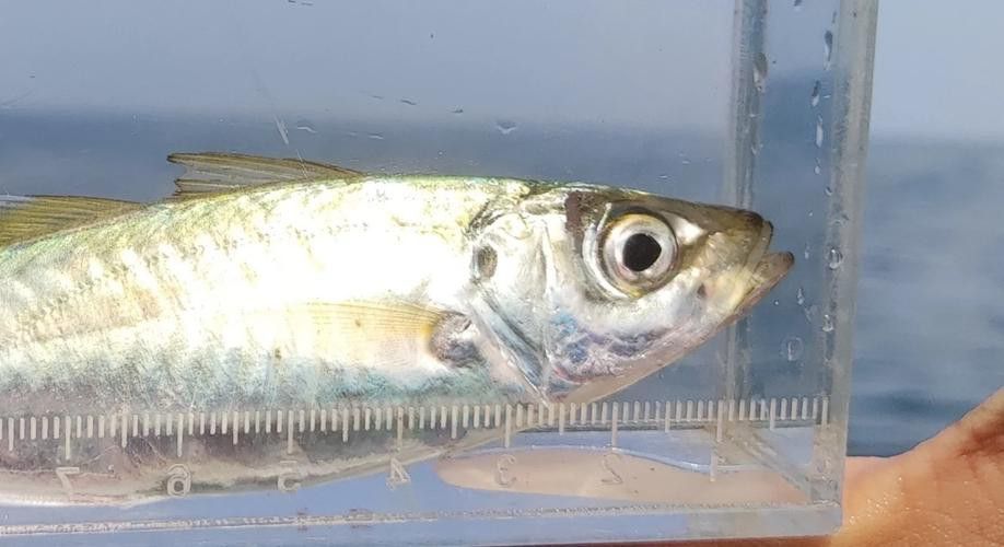 巴龍魚是什么魚圖片大全視頻 巴龍魚是什么魚圖片大全視頻 龍魚百科 第5張
