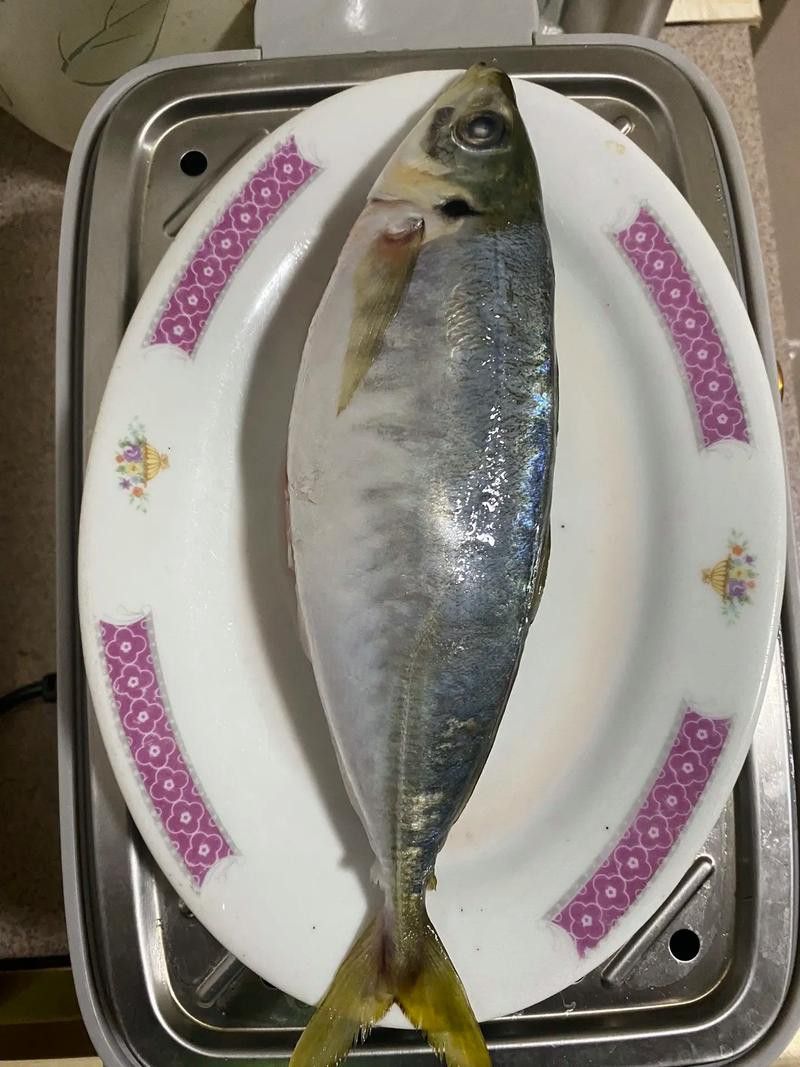 巴龍魚是什么魚圖片大全視頻 巴龍魚是什么魚圖片大全視頻 龍魚百科 第9張